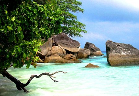 Beach - water, green, ocean, beache, tree