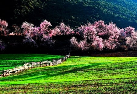 SPRING FIELD - fence, field, trees, spring