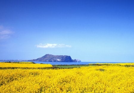 Flower Field - nature, field, photo, flower