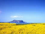 Flower Field