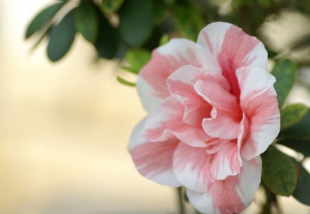 Pink Rose - flowers, rose, nature, pink