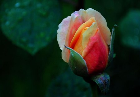 Rainbow Rose for Adele - nature, colors, rainbow, rose