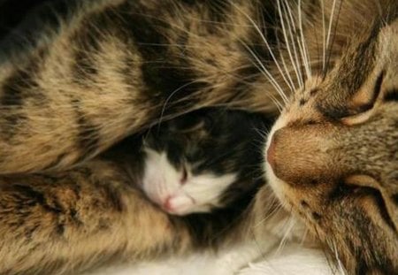 sleeping beauties - sleeping beauties, cats, beauties, sleeping