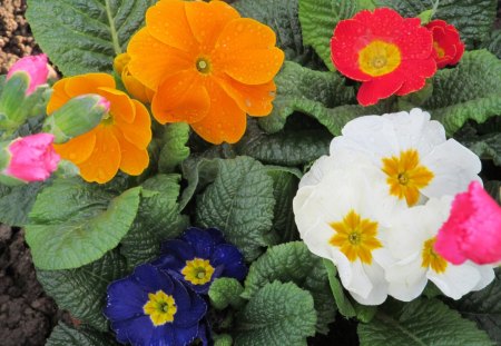 Primula Color Splash - blooms, primulas, flowers, petals