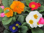 Primula Color Splash