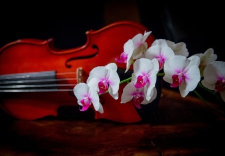 Violin and Orchids - violin, romantic, Valentines Day, Valentine, orchids, Valentines, love, still life