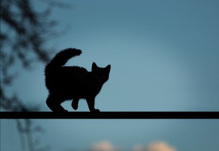 â˜… - jumper, kitty, cute, black, evening