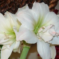 Amaryllis White Peacock