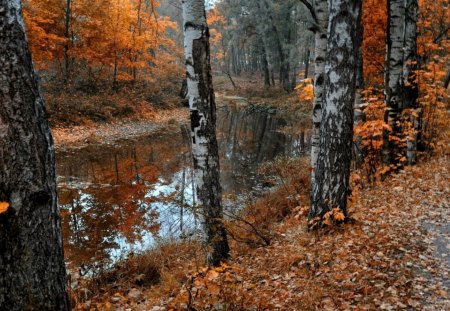 still river in an autumn forest - river, autumn, bark, forest, leaves