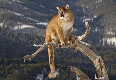 Mountain Lion