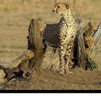 mother and babies