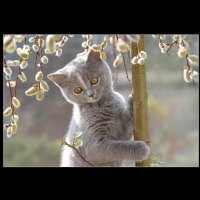 cute kitty