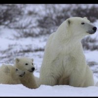 polar bear and cubs