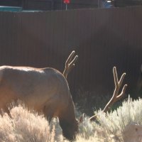 Mature Bucks, Grand Canyon