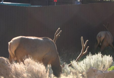 Mature Bucks, Grand Canyon - arizona, buck, wild, photography, animals, grand canyon, deer