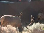 Mature Bucks, Grand Canyon