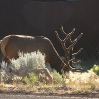 Mature Buck Gazing