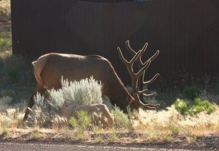 Mature Buck Gazing - nature, arizona, buck, grand canyon, mature, deer