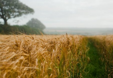 Cone field - misty, afternoon, summer, brown, cone, field, tree, sky