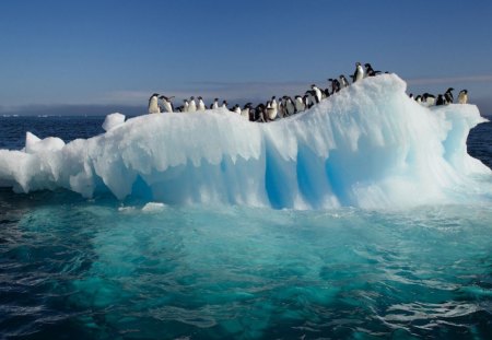 Happy feet - winter, penguins, blue, happy feet, frosty, ocean