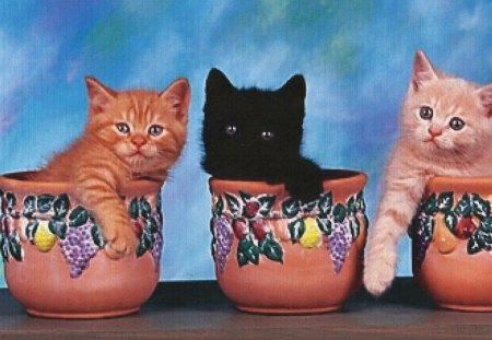 Three kittens in three flowerpots