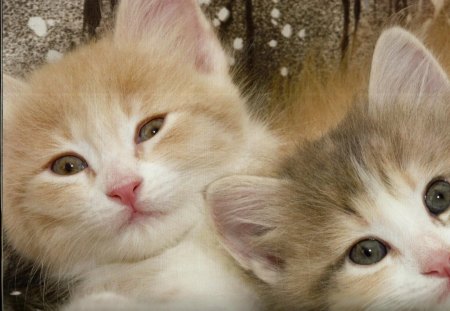 Two kittens - cute, adorble, kitten, feline