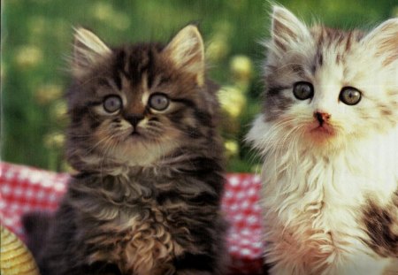 Two Kittens - red, hat, kittens, feline, basket