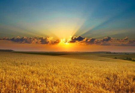 fields - fields, grass, clouds, sun