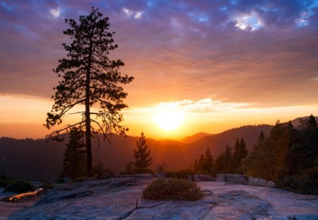 sunsets - grass, sunsets, tree, sky