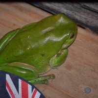 Green Tree Frog