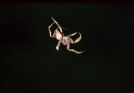 In the dark of the night rain is falling spiders come out. - spider, Brisbane, night photography, photography, Halloween, scary, hairy, Australia, insect, SLRdigital camera, NikonD3100