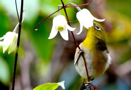 BEAUTIFUL HONEY SUCKER - honey, suck, plants, bird, flowers