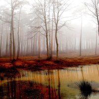 MISTY FOREST SWAMP