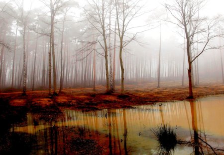 MISTY FOREST SWAMP - nature, forest, landscape, swamp, mist