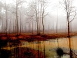 MISTY FOREST SWAMP