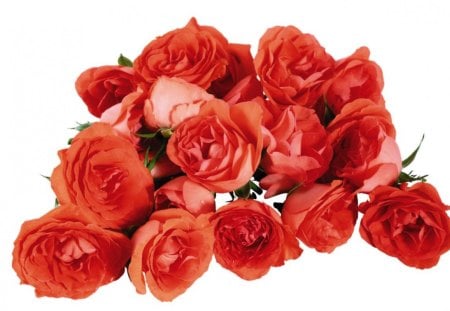 Red roses - red, bunch, roses, petals, flowers