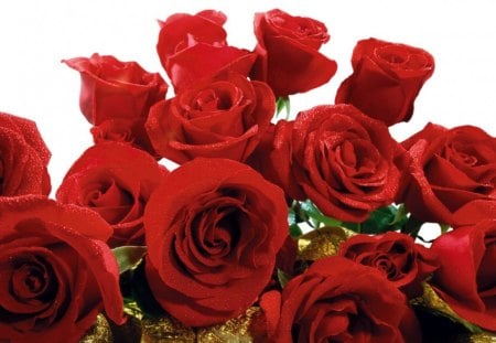 Red rose - red, bunch, roses, petals