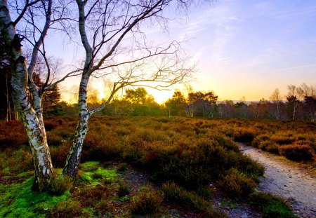 SPRING MORNING - field, path, forest, morning