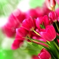 PINK TULIPS