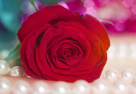 Single red rose - red, rose, petals, flowers, pearl