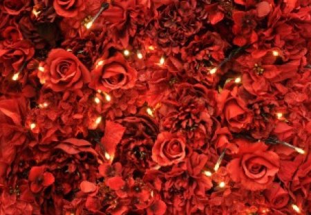 Red Roses - flowers, roses, nature, beautiful, red, lights, red roses