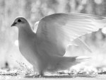 White dove