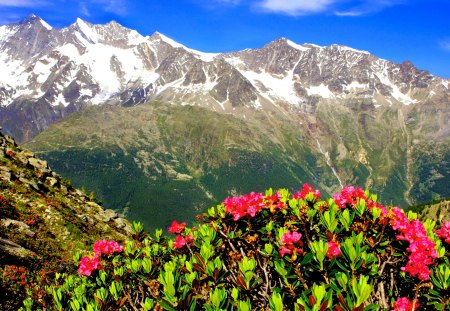 MOUNTAIN SPRING - Mountains, Saas, Switzerland, Grund, spring, Nature Flowers