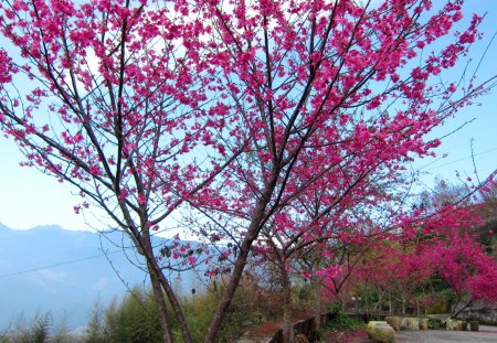 Cherry blossom - along trails, flower, pretty, bright, pink, beautiful