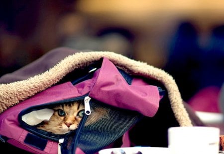 HIDDEN CUTIE - hidden, table, bag, cat