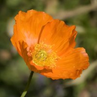 Orange poppy