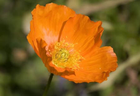 Orange poppy - flower, beauty, spring, poppy, orange, nature, green