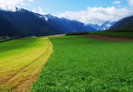 Grass - Grass, lawn, mount, nature