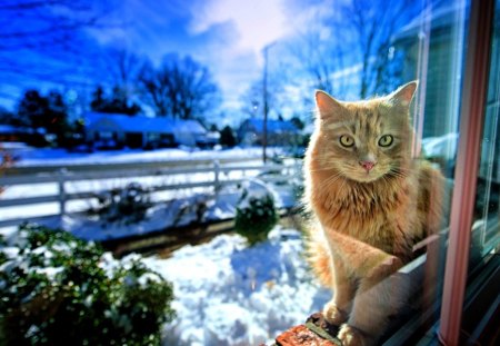 SNOW LOVER - cat, winter, sits, snow