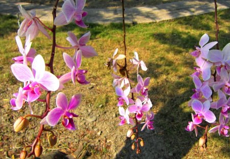 Pretty orchids - Pretty, orchids, sunny, pink